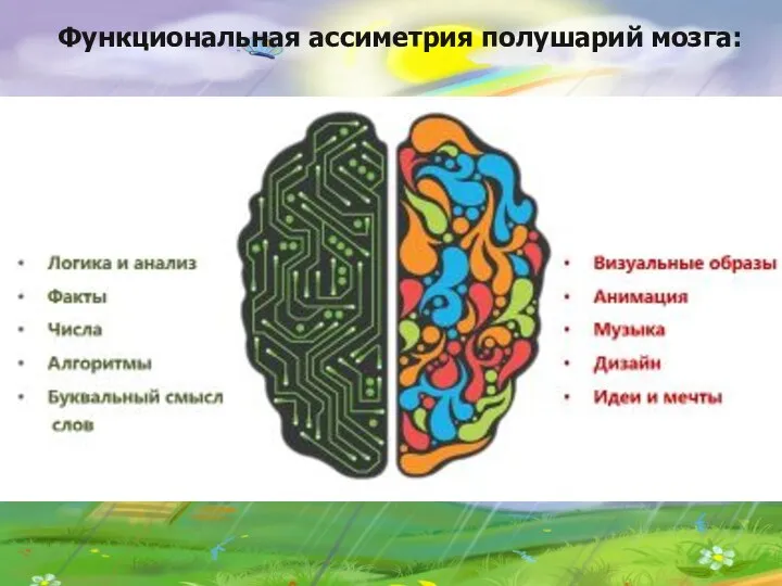 Функциональная ассиметрия полушарий мозга: