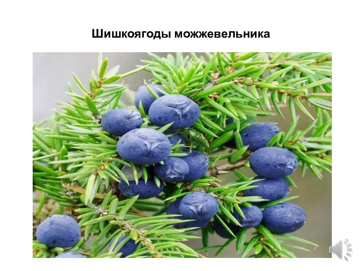 Шишкоягоды можжевельника