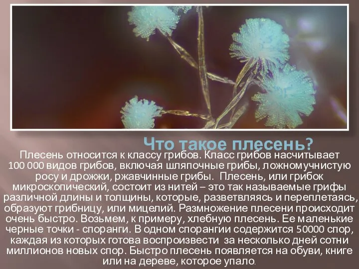 Что такое плесень? Плесень относится к классу грибов. Класс грибов насчитывает