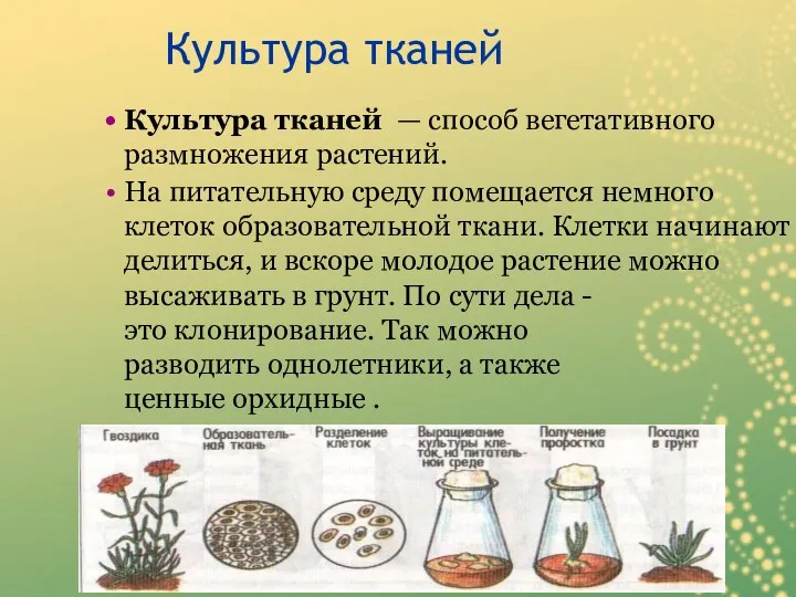 Культура тканей Культура тканей — способ вегетативного размножения растений. На питательную