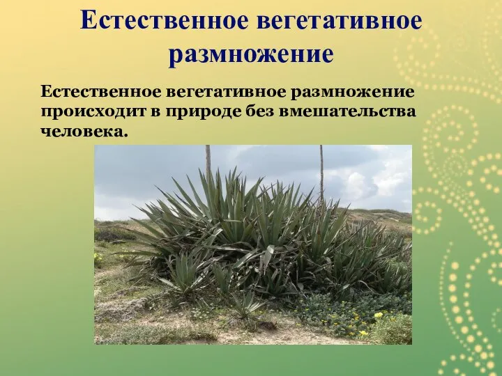 Естественное вегетативное размножение происходит в природе без вмешательства человека. Естественное вегетативное размножение