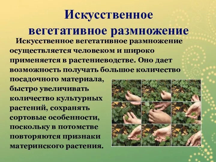 Искусственное вегетативное размножение осуществляется человеком и широко применяется в растениеводстве. Оно