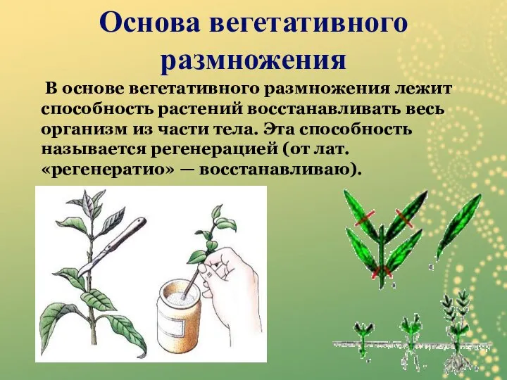 В основе вегетативного размножения лежит способность растений восстанавливать весь организм из