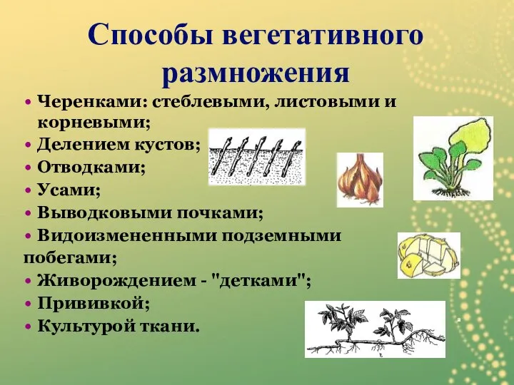 Черенками: стеблевыми, листовыми и корневыми; Делением кустов; Отводками; Усами; Выводковыми почками;