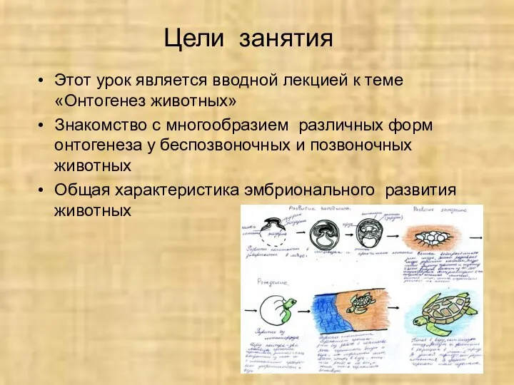 Цели занятия Этот урок является вводной лекцией к теме «Онтогенез животных»