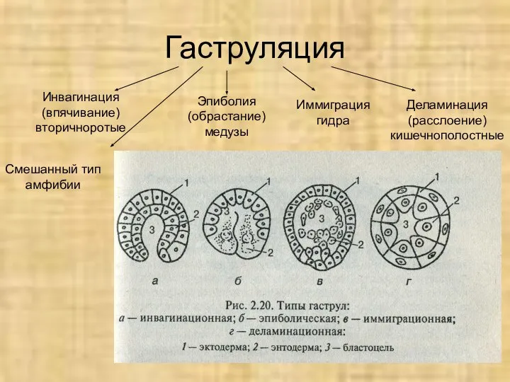 Гаструляция Инвагинация (впячивание) вторичноротые Эпиболия (обрастание) медузы Иммиграция гидра Деламинация (расслоение) кишечнополостные Смешанный тип амфибии