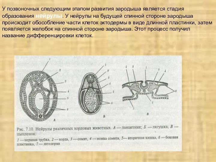 У позвоночных следующим этапом развития зародыша является стадия образования нейрулы. У