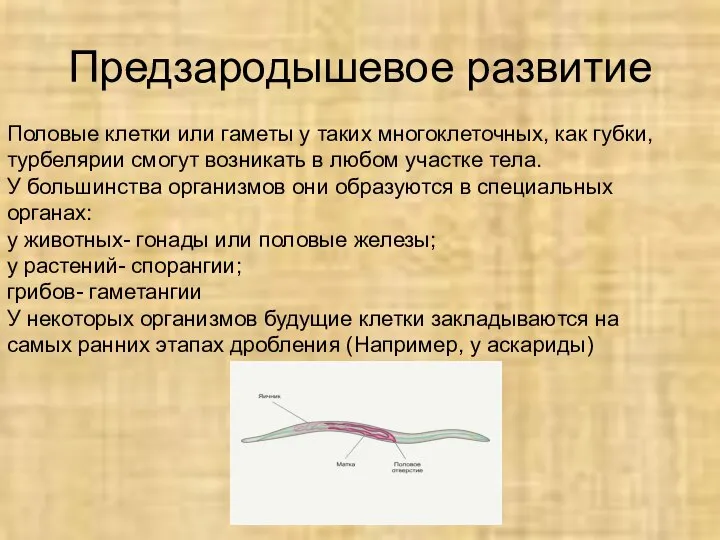 Предзародышевое развитие Половые клетки или гаметы у таких многоклеточных, как губки,