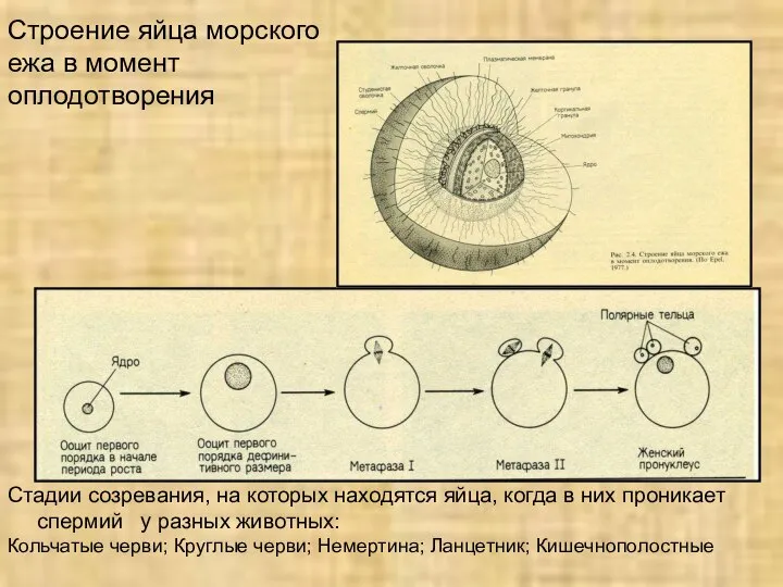 Строение яйца морского ежа в момент оплодотворения Стадии созревания, на которых