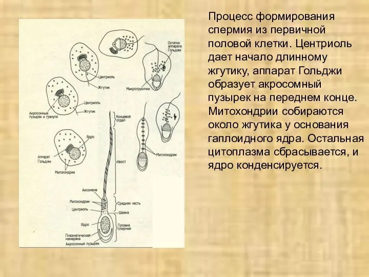 Процесс формирования спермия из первичной половой клетки. Центриоль дает начало длинному