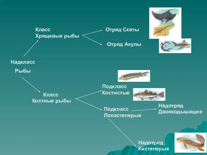 Класс Хрящевые рыбы Класс Костные рыбы Отряд Акулы Отряд Скаты Надкласс