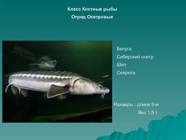 Белуга Сибирский осетр Шип Севрюга Класс Костные рыбы Отряд Осетровые Размеры