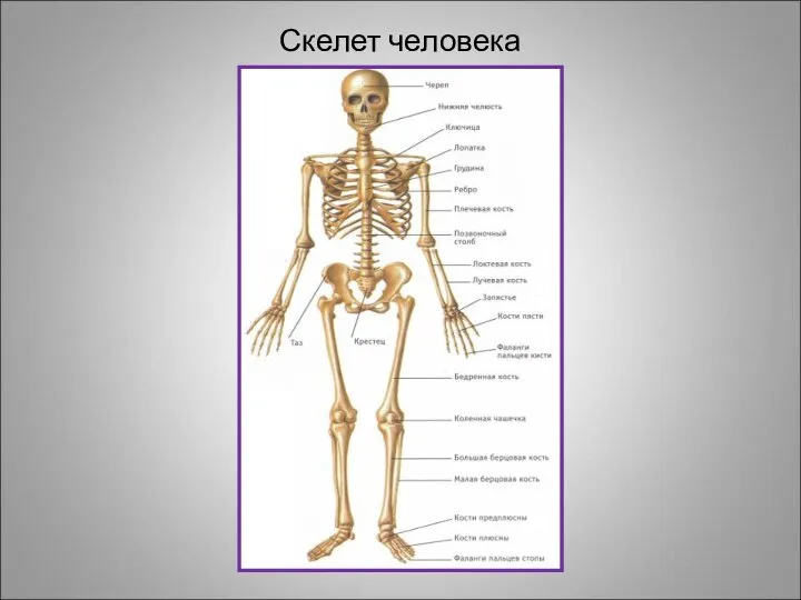 Скелет человека