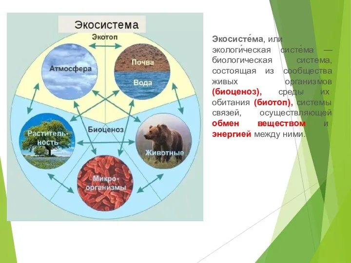 Экосисте́ма, или экологи́ческая систе́ма — биологическая система, состоящая из сообщества живых