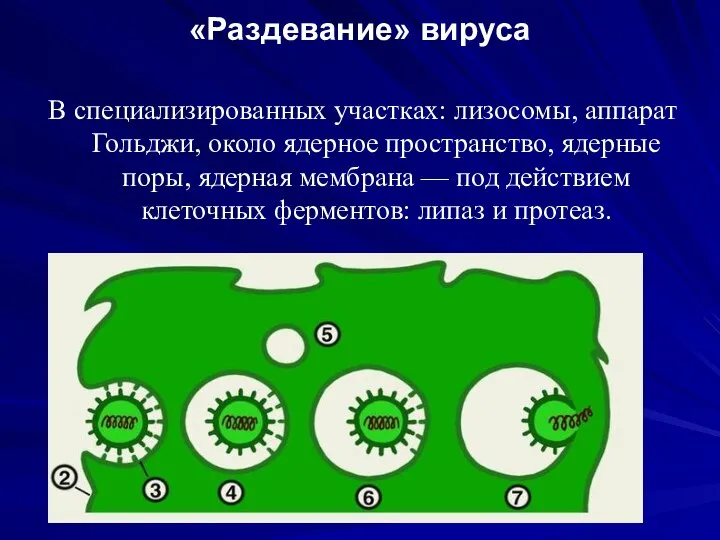 «Раздевание» вируса В специализированных участках: лизосомы, аппарат Гольджи, около ядерное пространство,