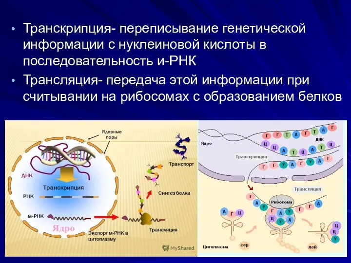 Транскрипция- переписывание генетической информации с нуклеиновой кислоты в последовательность и-РНК Трансляция-