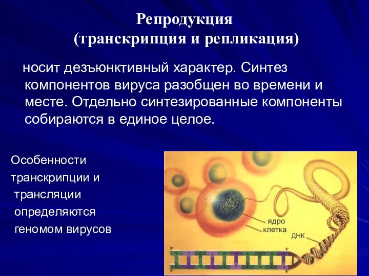 Репродукция (транскрипция и репликация) носит дезъюнктивный характер. Синтез компонентов вируса разобщен