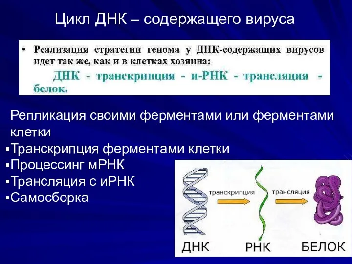 Репликация своими ферментами или ферментами клетки Транскрипция ферментами клетки Процессинг мРНК