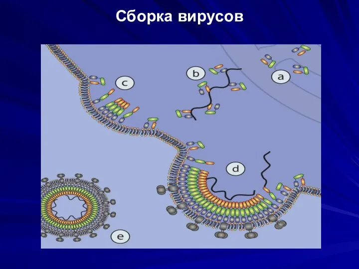 Сборка вирусов