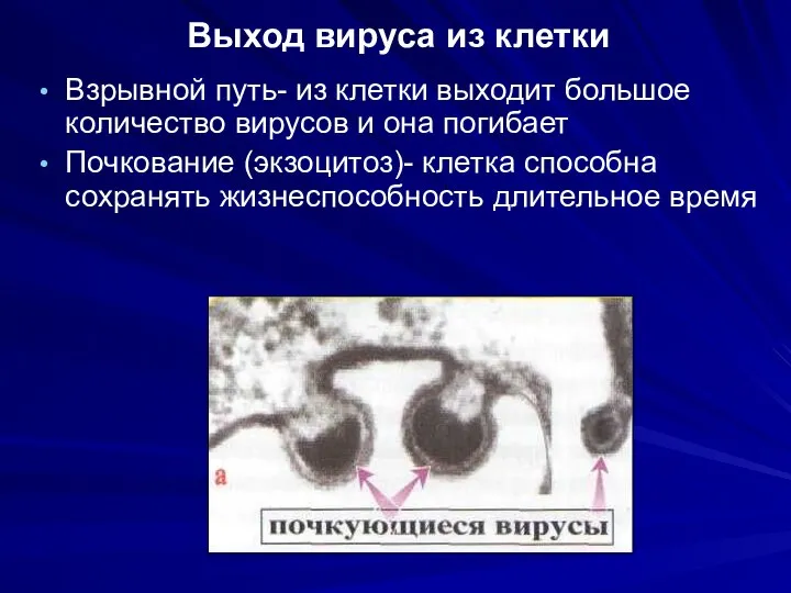 Выход вируса из клетки Взрывной путь- из клетки выходит большое количество