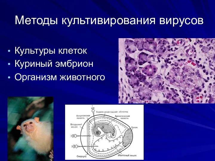 Методы культивирования вирусов Культуры клеток Куриный эмбрион Организм животного