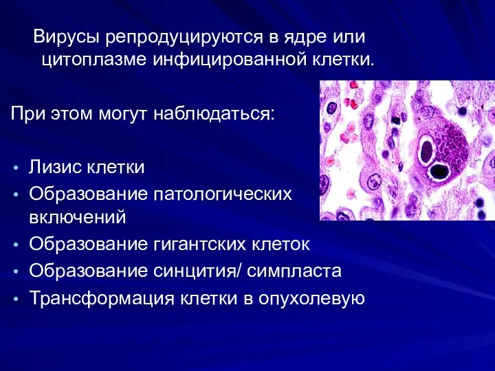 Вирусы репродуцируются в ядре или цитоплазме инфицированной клетки. При этом могут