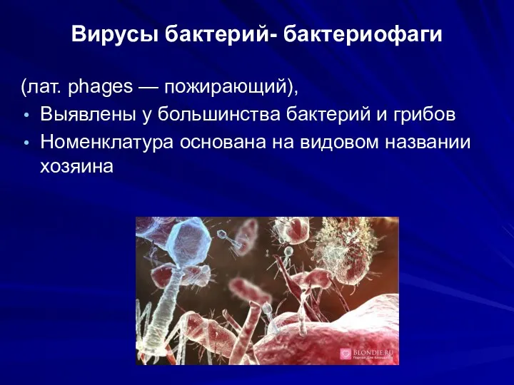 Вирусы бактерий- бактериофаги (лат. phages — пожирающий), Выявлены у большинства бактерий