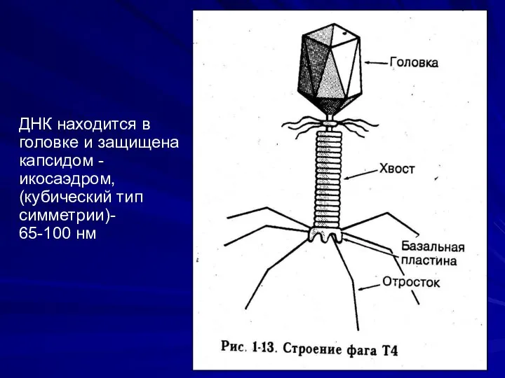 еский ДНК находится в головке и защищена капсидом -икосаэдром, (кубический тип симметрии)- 65-100 нм