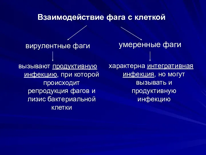 Взаимодействие фага с клеткой вирулентные фаги вызывают продуктивную инфекцию, при которой