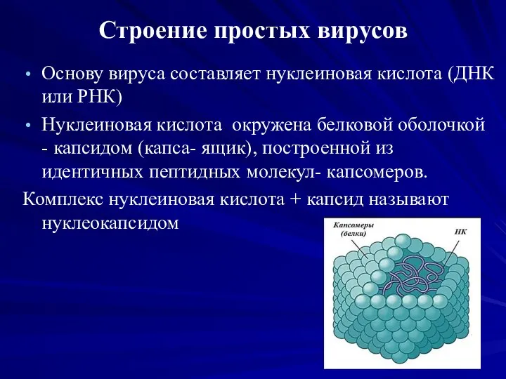 Строение простых вирусов Основу вируса составляет нуклеиновая кислота (ДНК или РНК)