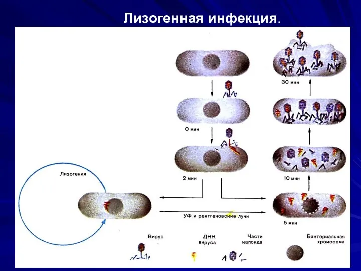 Лизогенная инфекция.