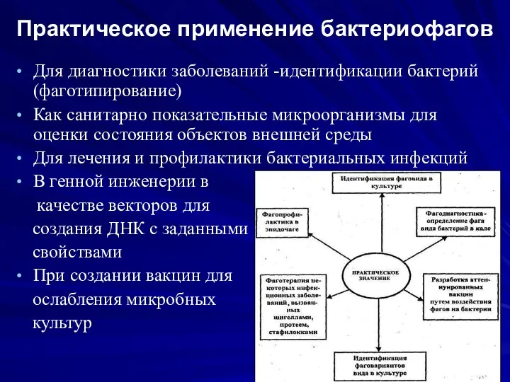 Практическое применение бактериофагов Для диагностики заболеваний -идентификации бактерий (фаготипирование) Как санитарно