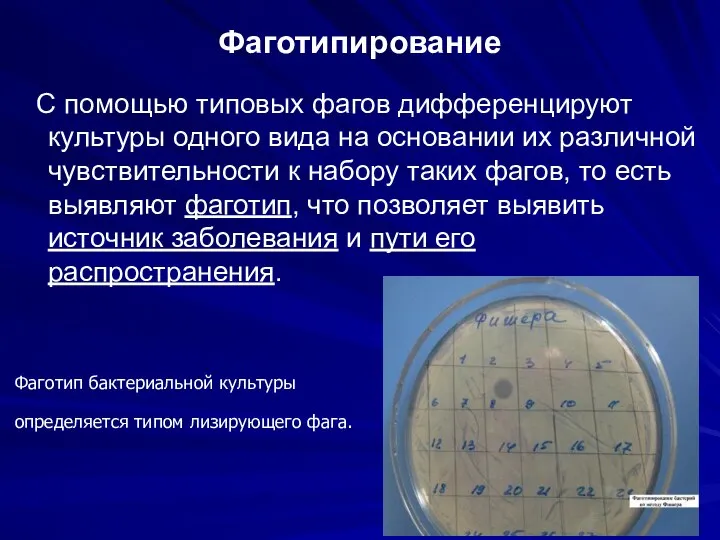 Фаготипирование С помощью типовых фагов дифференцируют культуры одного вида на основании