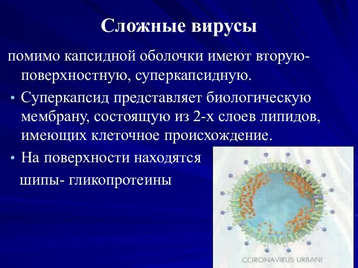 Сложные вирусы помимо капсидной оболочки имеют вторую- поверхностную, суперкапсидную. Суперкапсид представляет