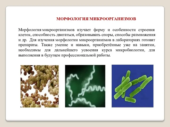 МОРФОЛОГИЯ МИКРООРГАНИЗМОВ Морфология микроорганизмов изучает форму и особенности строения клеток, способность