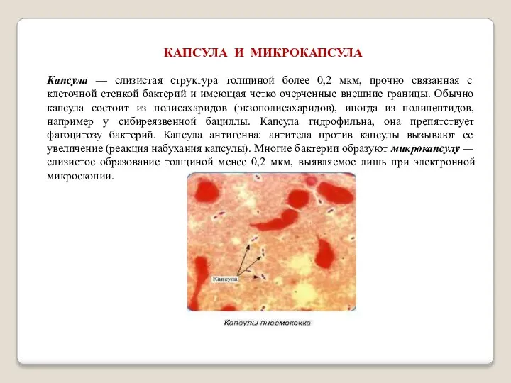 КАПСУЛА И МИКРОКАПСУЛА Капсула — слизистая структура толщиной более 0,2 мкм,