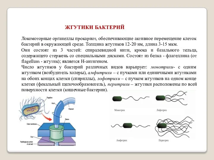 ЖГУТИКИ БАКТЕРИЙ Локомоторные органеллы прокариот, обеспечивающие активное перемещение клеток бактерий в