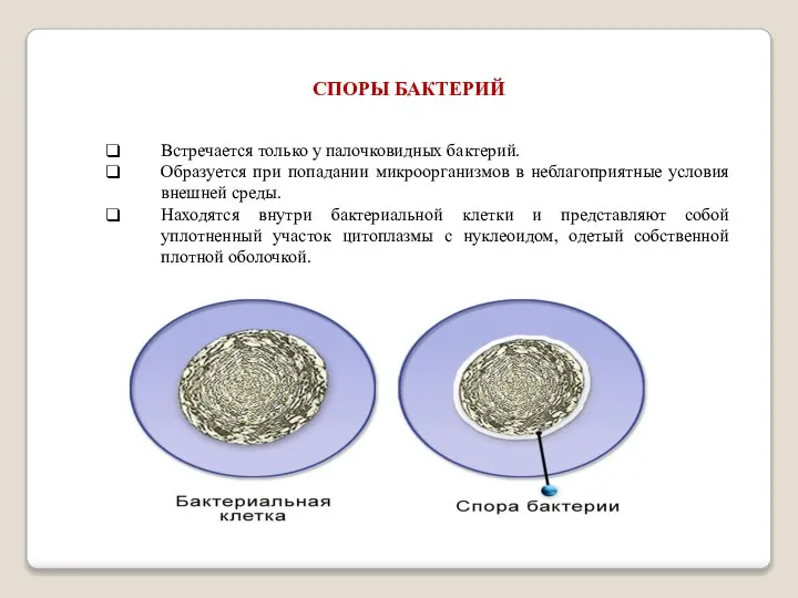 СПОРЫ БАКТЕРИЙ Встречается только у палочковидных бактерий. Образуется при попадании микроорганизмов