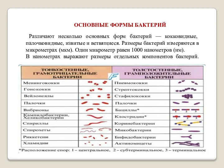 ОСНОВНЫЕ ФОРМЫ БАКТЕРИЙ Различают несколько основных форм бактерий — кокковидные, палочковидные,