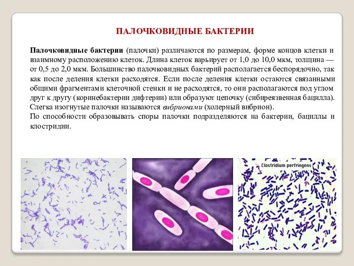 Палочковидные бактерии (палочки) различаются по размерам, форме концов клетки и взаимному