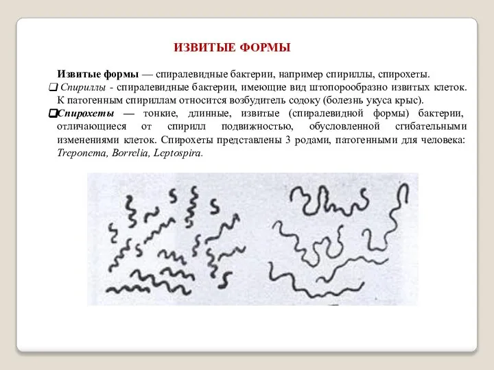 Извитые формы — спиралевидные бактерии, например спириллы, спирохеты. Спириллы - спиралевидные