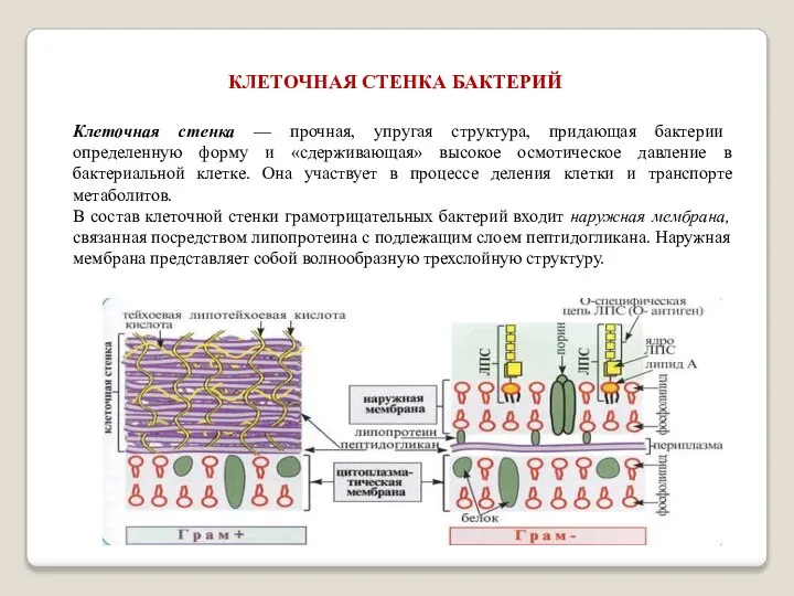 КЛЕТОЧНАЯ СТЕНКА БАКТЕРИЙ Клеточная стенка — прочная, упругая структура, придающая бактерии