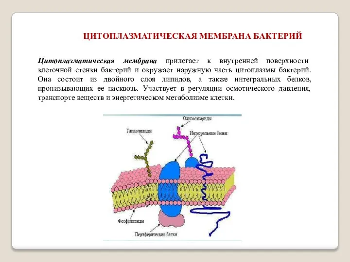 ЦИТОПЛАЗМАТИЧЕСКАЯ МЕМБРАНА БАКТЕРИЙ Цитоплазматическая мембрана прилегает к внутренней поверхности клеточной стенки