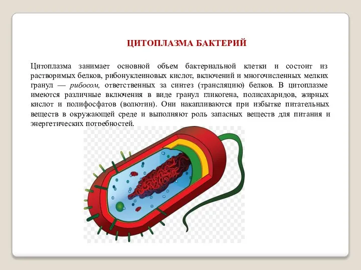 Цитоплазма занимает основной объем бактериальной клетки и состоит из растворимых белков,