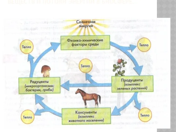 БИОЛОГИЧЕСКИЙ КРУГОВОРОТ. КРУГОВОРОТЫ ВЕЩЕСТВ И ПОТОКИ ЭНЕРГИИ В БИОСФЕРЕ.