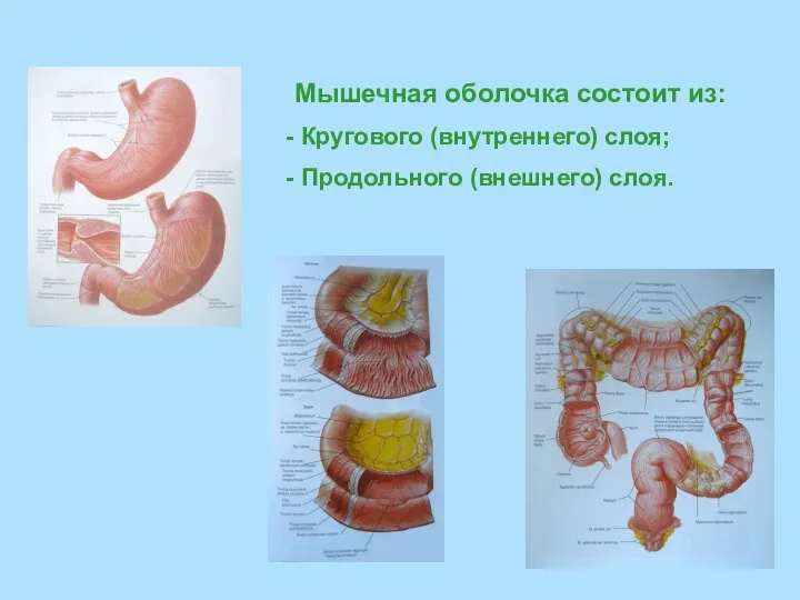 Мышечная оболочка состоит из: Кругового (внутреннего) слоя; Продольного (внешнего) слоя.