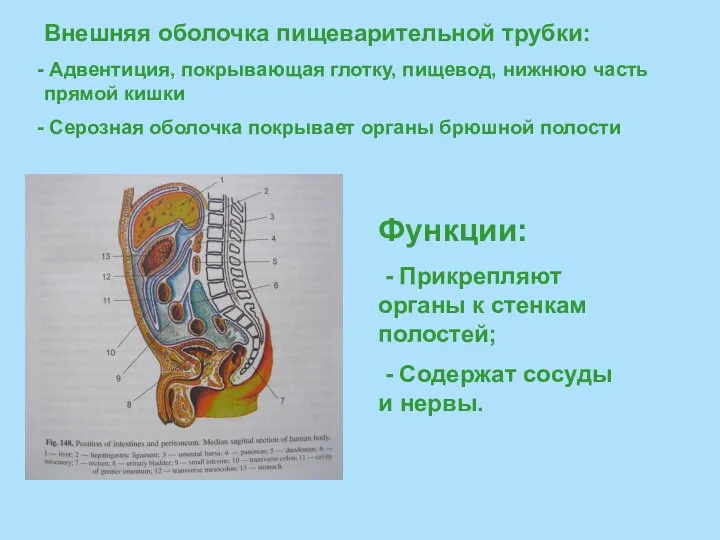 Внешняя оболочка пищеварительной трубки: Адвентиция, покрывающая глотку, пищевод, нижнюю часть прямой