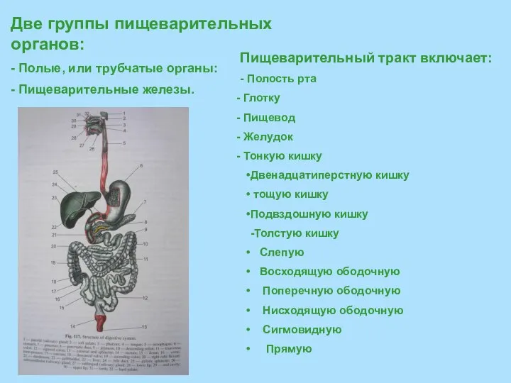 Две группы пищеварительных органов: - Полые, или трубчатые органы: - Пищеварительные