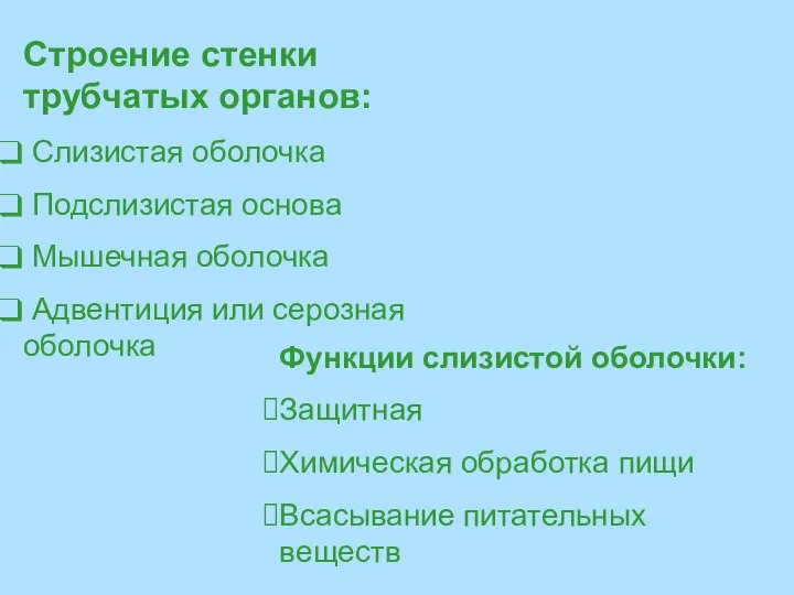 Функции слизистой оболочки: Защитная Химическая обработка пищи Всасывание питательных веществ Строение