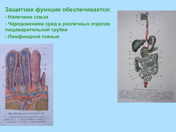 Защитная функция обеспечивается: - Наличием слизи - Чередованием сред в различных